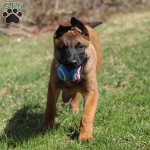 Easton, Belgian Malinois Puppy